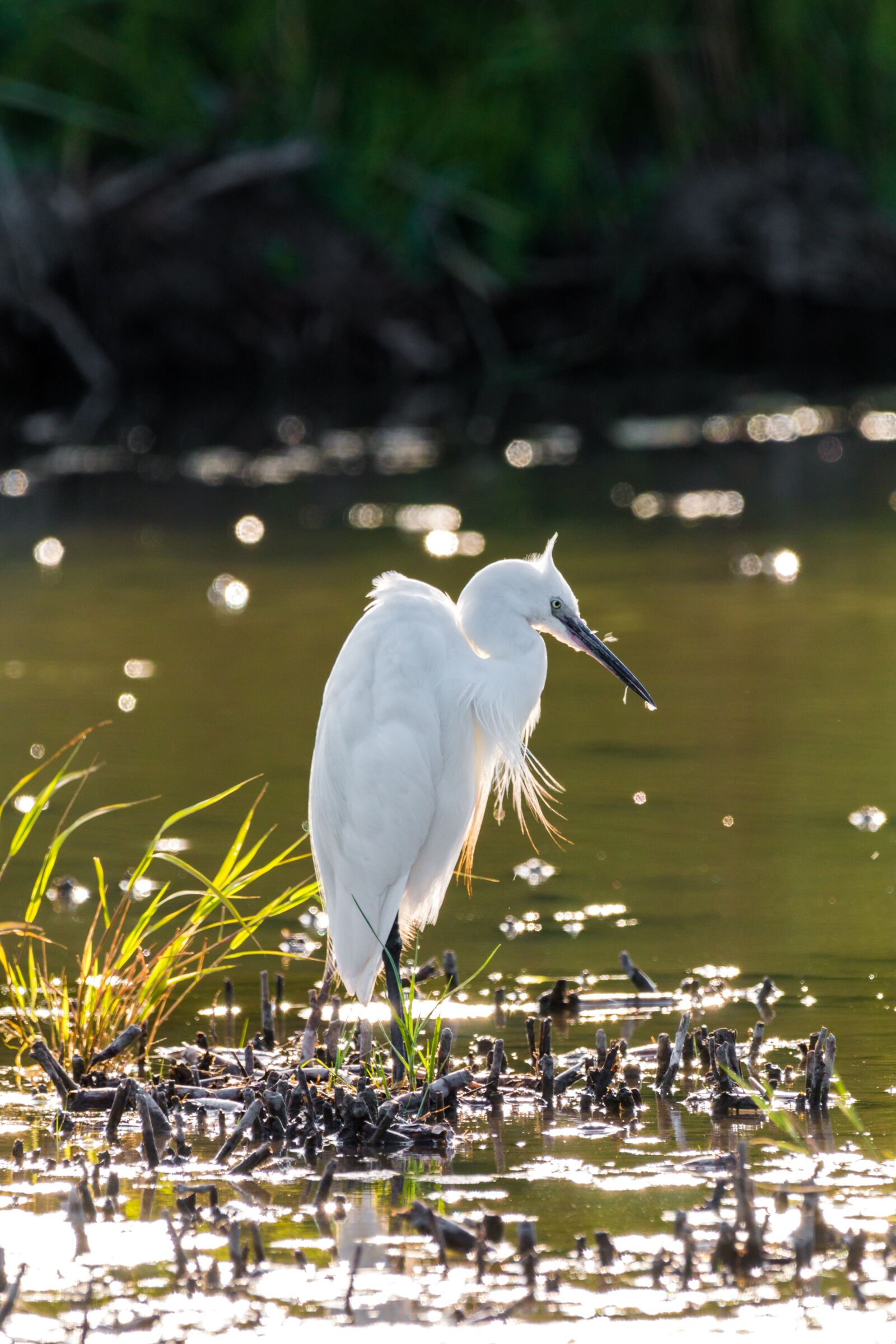 150-600mm F5-6.3 DG OS HSM | Contemporary 015 sample photo. Little egret, white heron photography