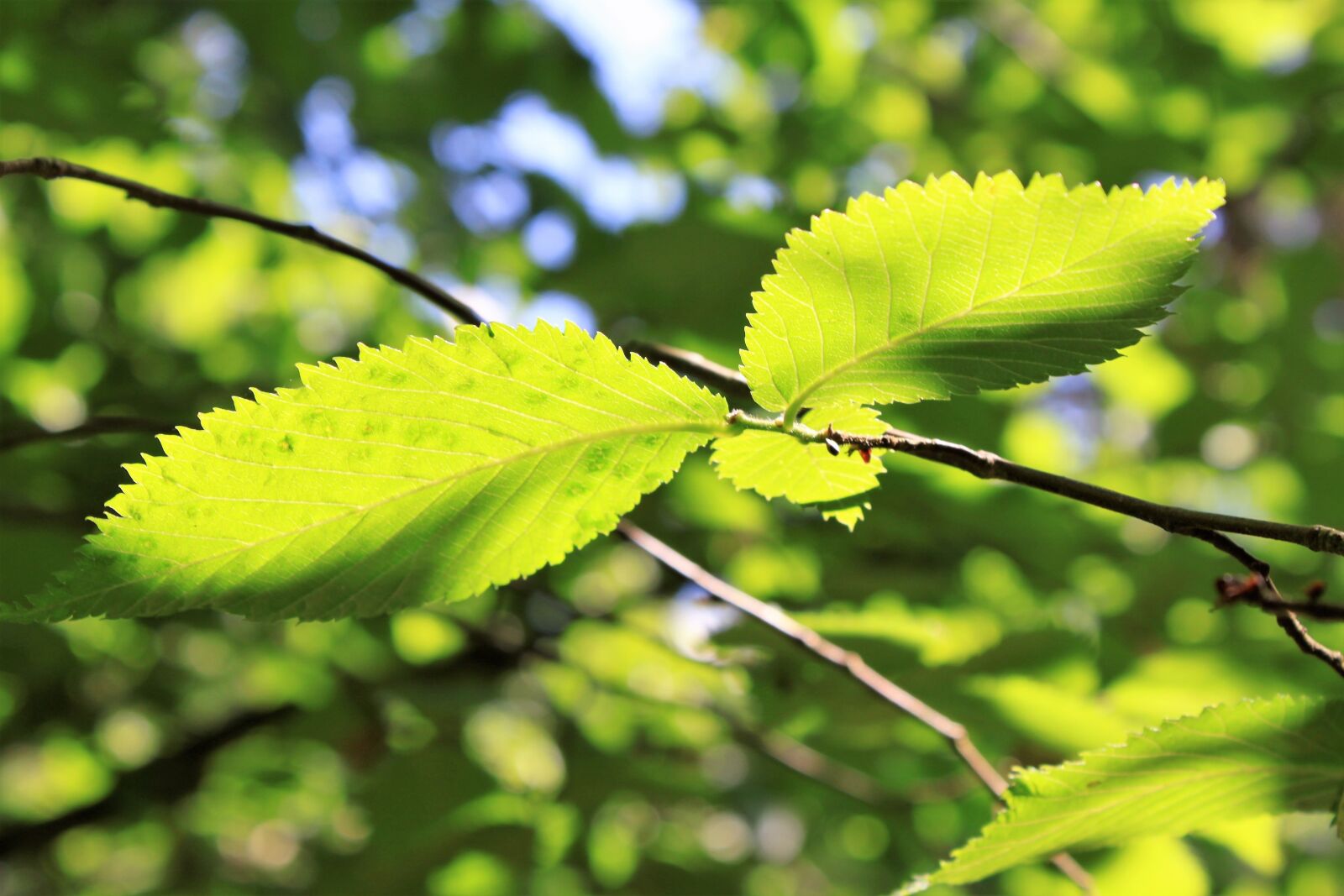 Canon EOS 500D (EOS Rebel T1i / EOS Kiss X3) sample photo. Leaf, branches, green photography