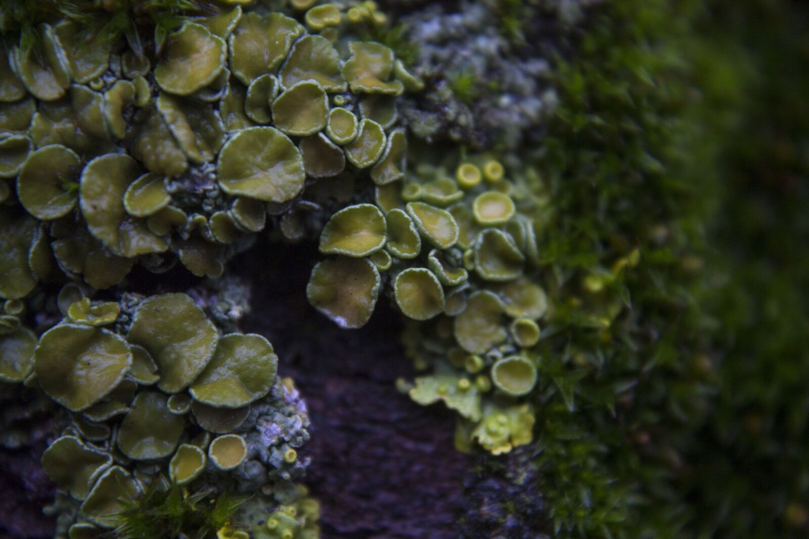 Canon EOS 450D (EOS Rebel XSi / EOS Kiss X2) sample photo. Lichen, macro, green photography