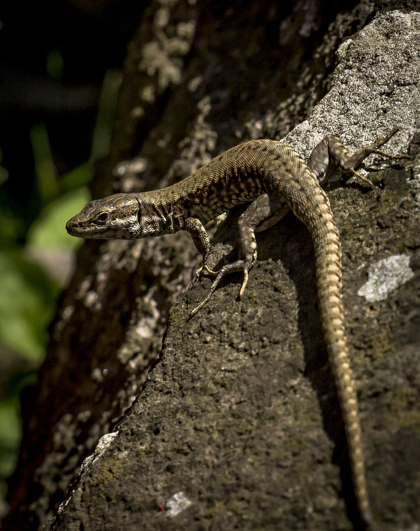 Nikon D3100 sample photo. Lizard, stone, nature photography
