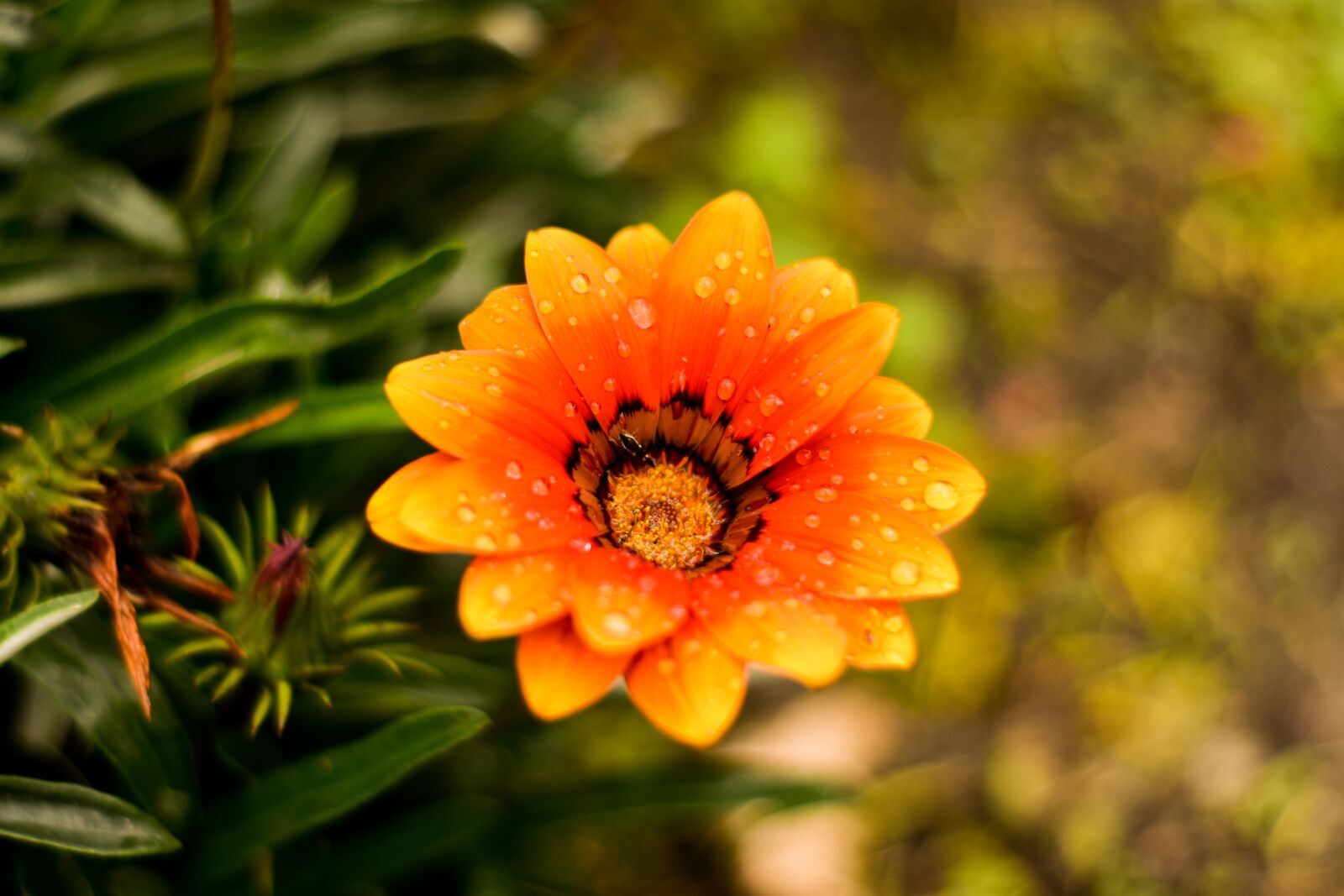 Nikon D3400 sample photo. Beautiful flower, nature, beauty photography