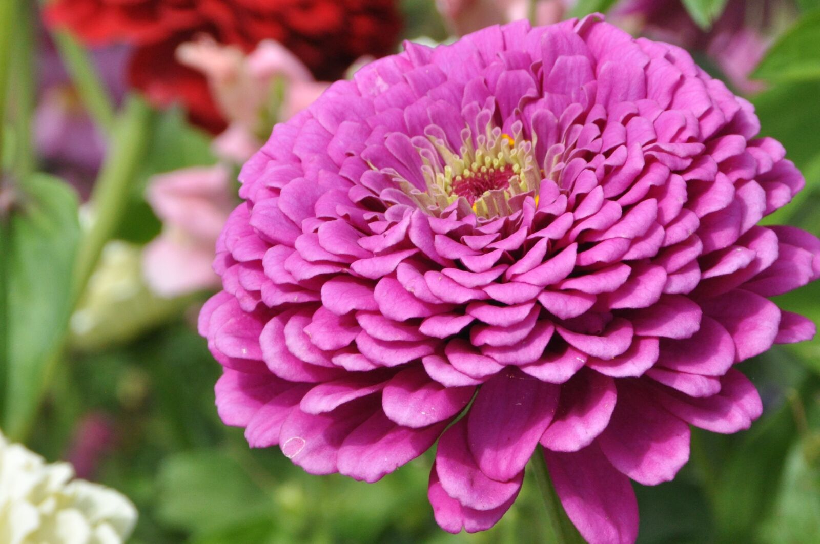 Nikon D5000 sample photo. Dahlia, pink, flower photography