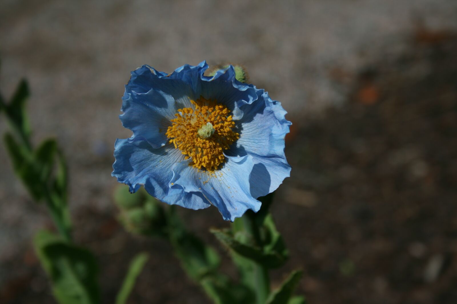 Canon EOS 400D (EOS Digital Rebel XTi / EOS Kiss Digital X) sample photo. Nature, flower, flora photography