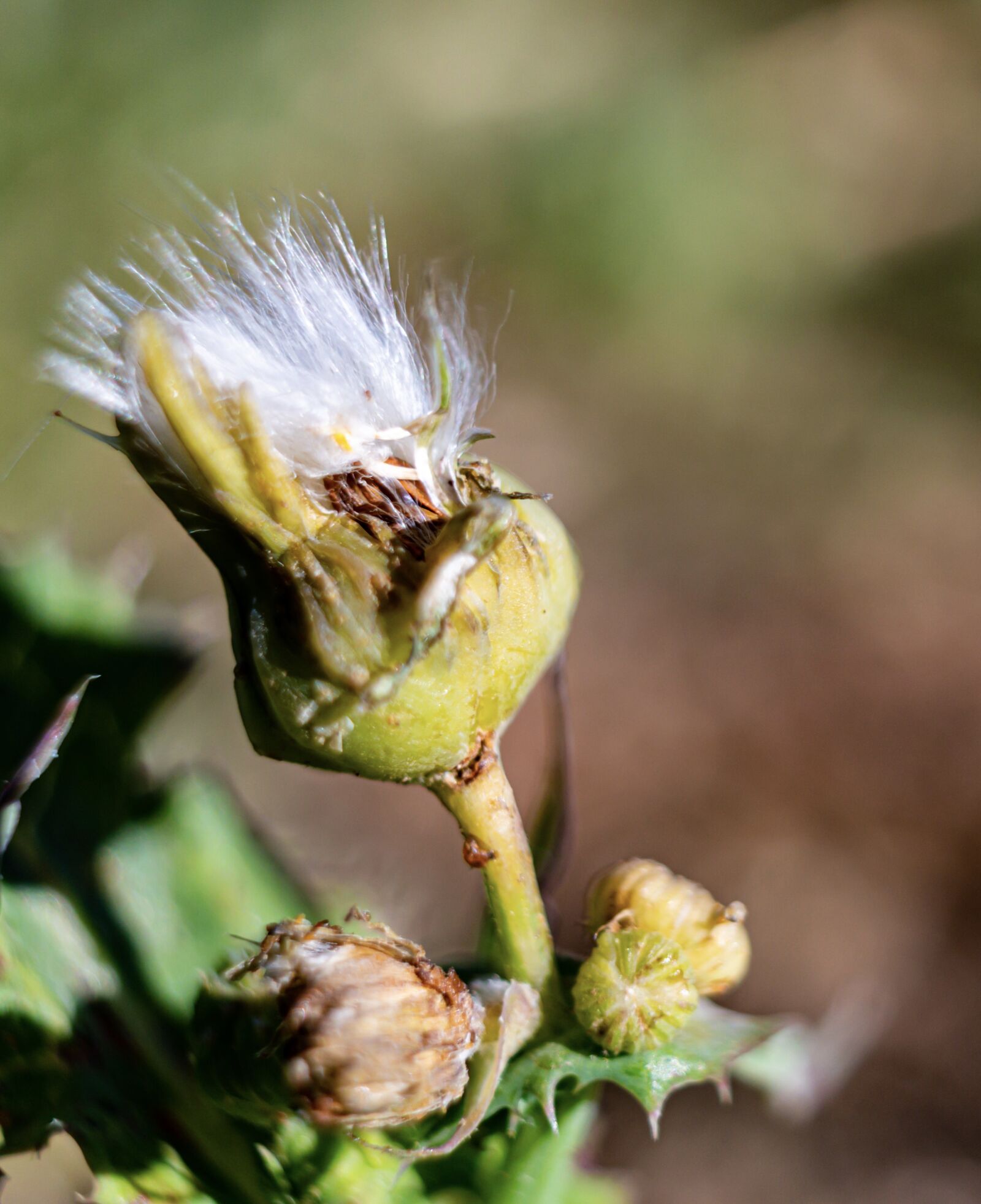 Nikon D5600 sample photo. Plants, nature, flower photography