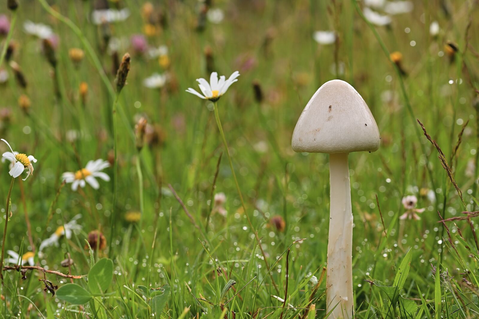 Nikon D5200 sample photo. Mushroom, meadow, nature photography