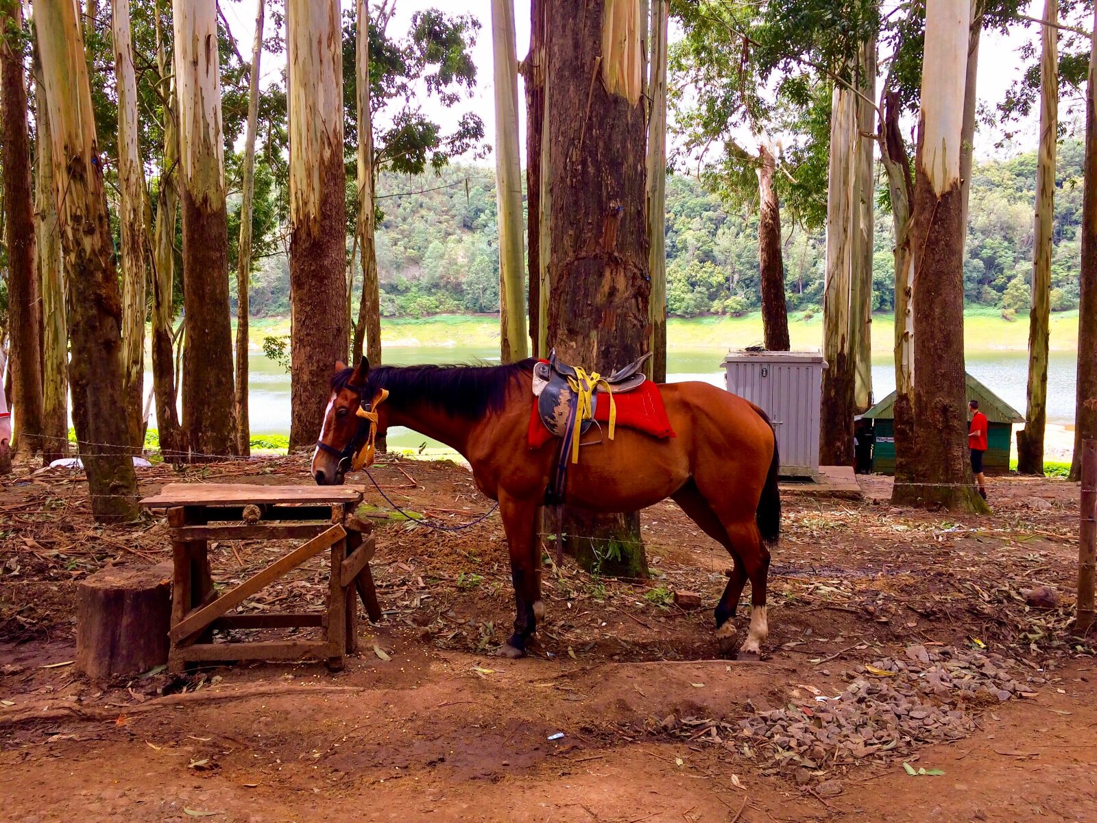 Apple iPhone 5s sample photo. Brown, horse photography