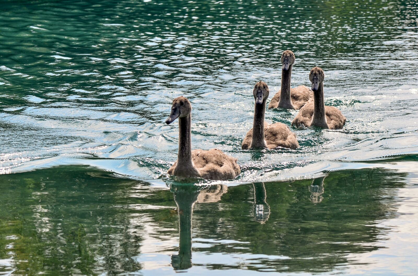 Nikon D7000 sample photo. Swans, water, bird photography