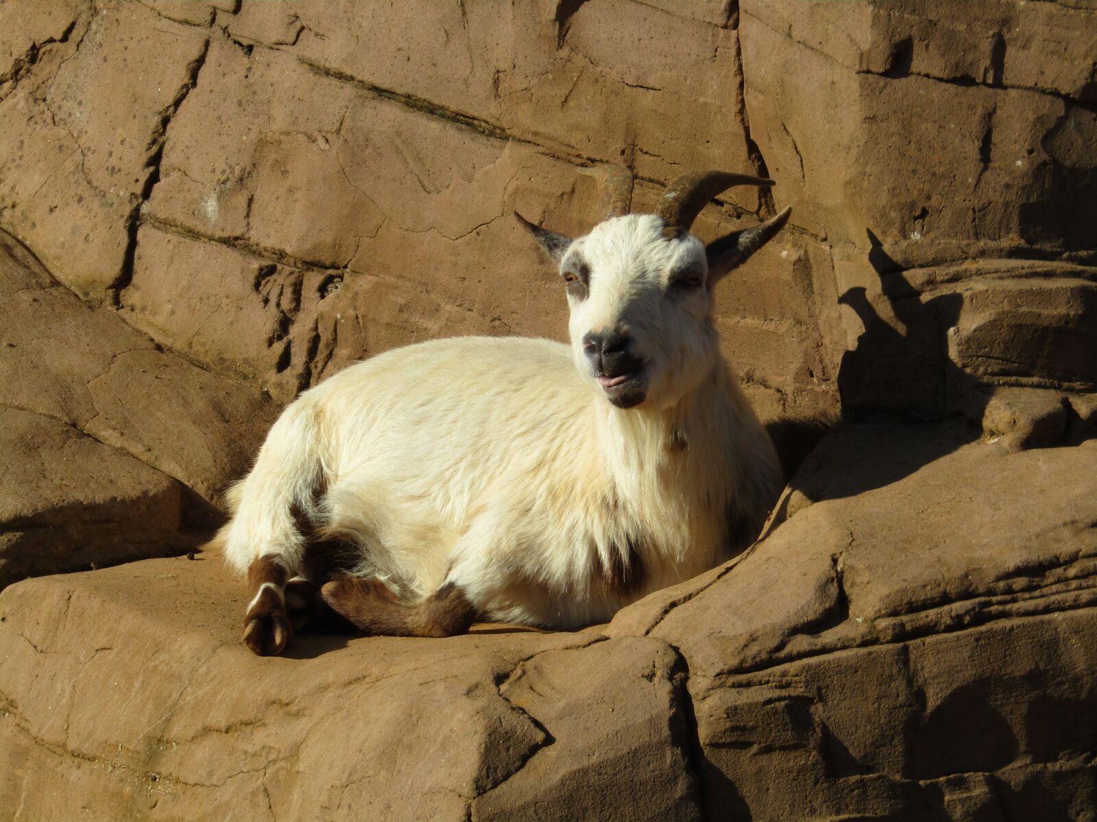 Canon PowerShot SX410 IS sample photo. Goat, laying down, zoo photography