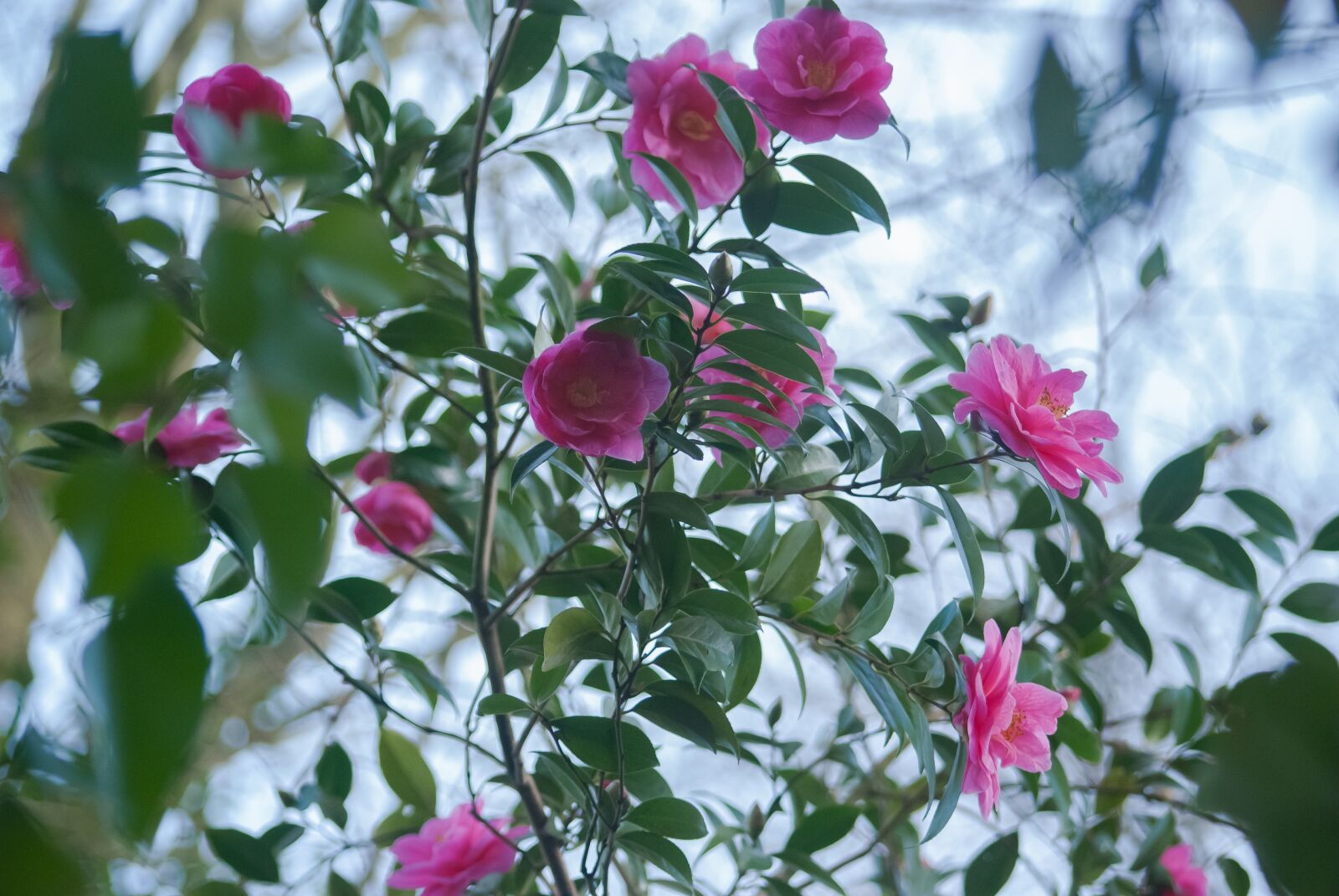 Nikon D80 sample photo. Flower, plant, nature photography
