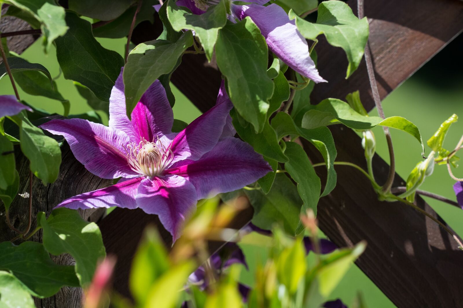 Nikon D7100 sample photo. Clematis, flower, dark purple photography