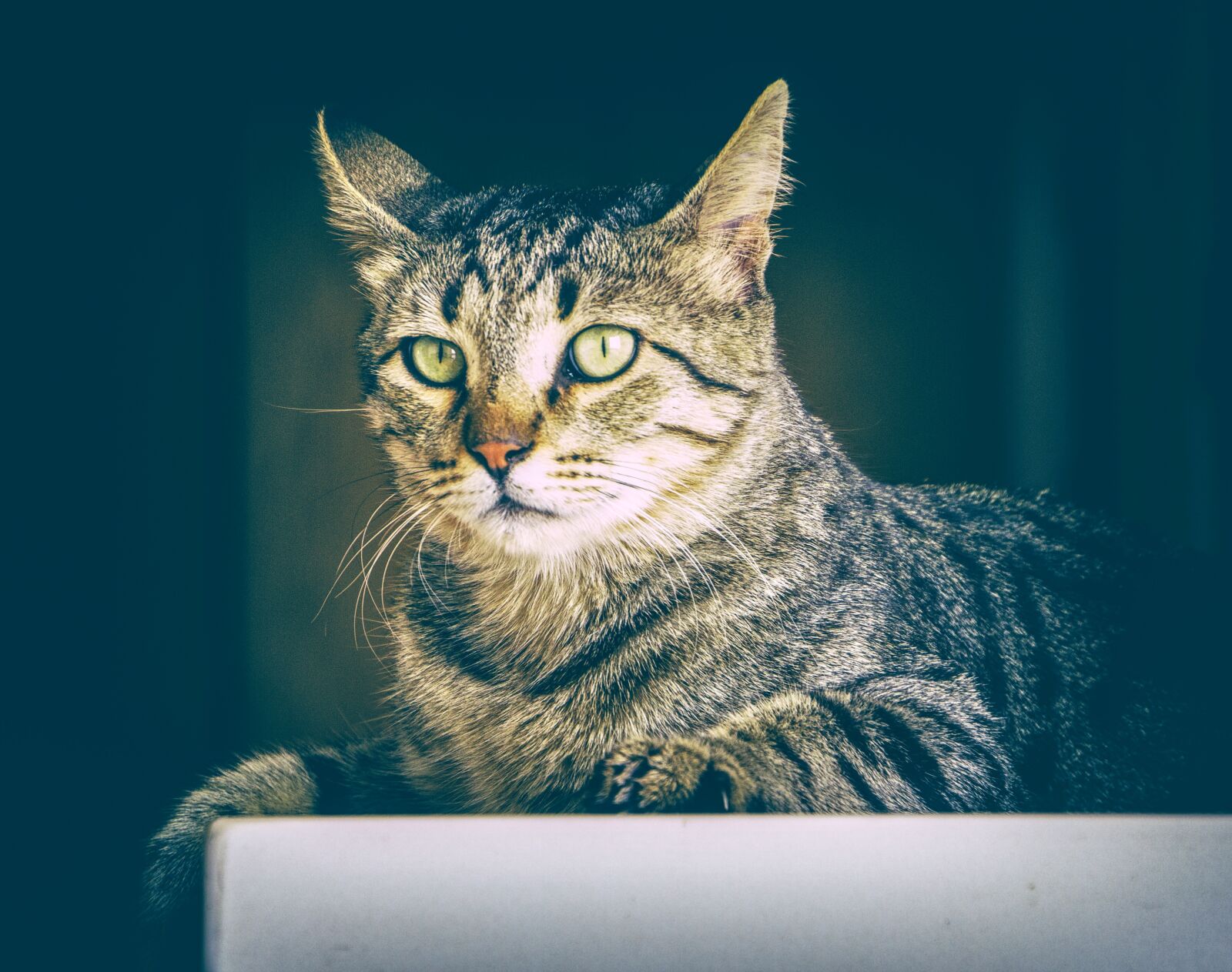 Canon EOS 550D (EOS Rebel T2i / EOS Kiss X4) sample photo. Cat, animal, cute photography