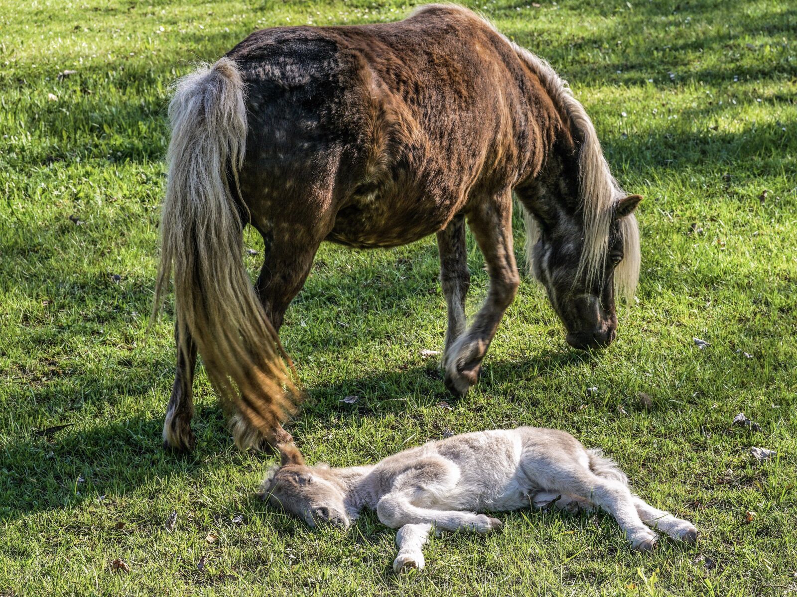 Sony DT 55-300mm F4.5-5.6 SAM sample photo. Mare, foal, horses photography