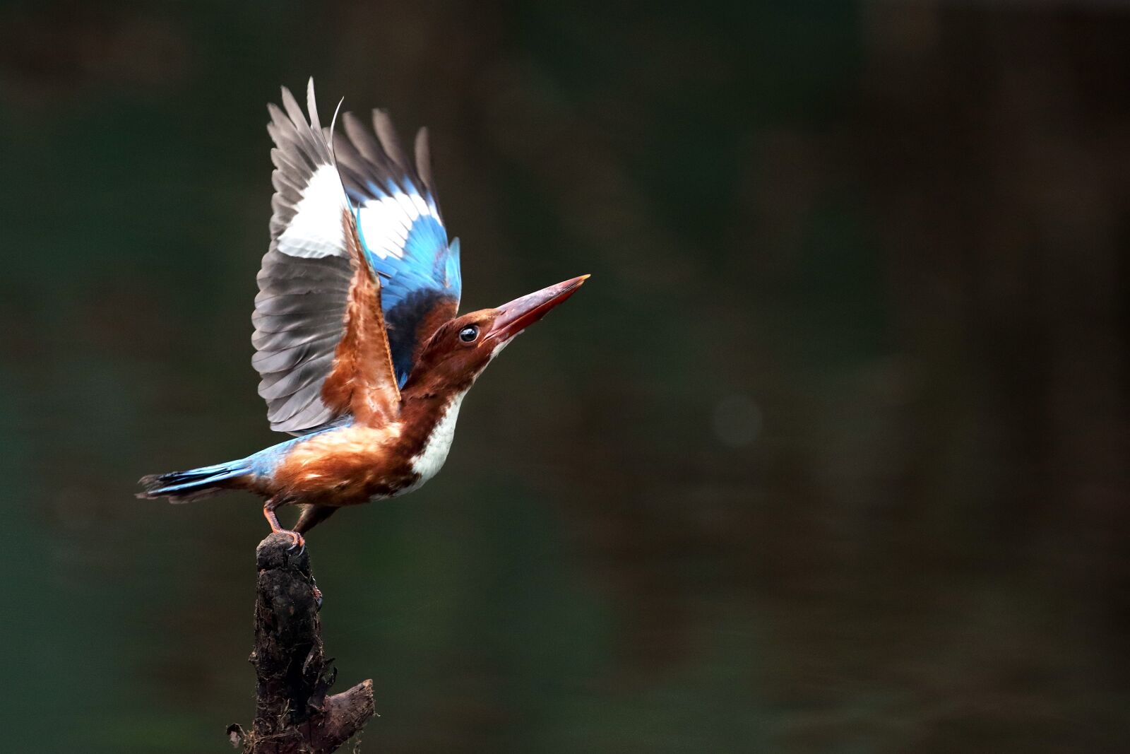 Canon EF 300mm F2.8L IS USM sample photo. Take off, kingfisher, bird photography