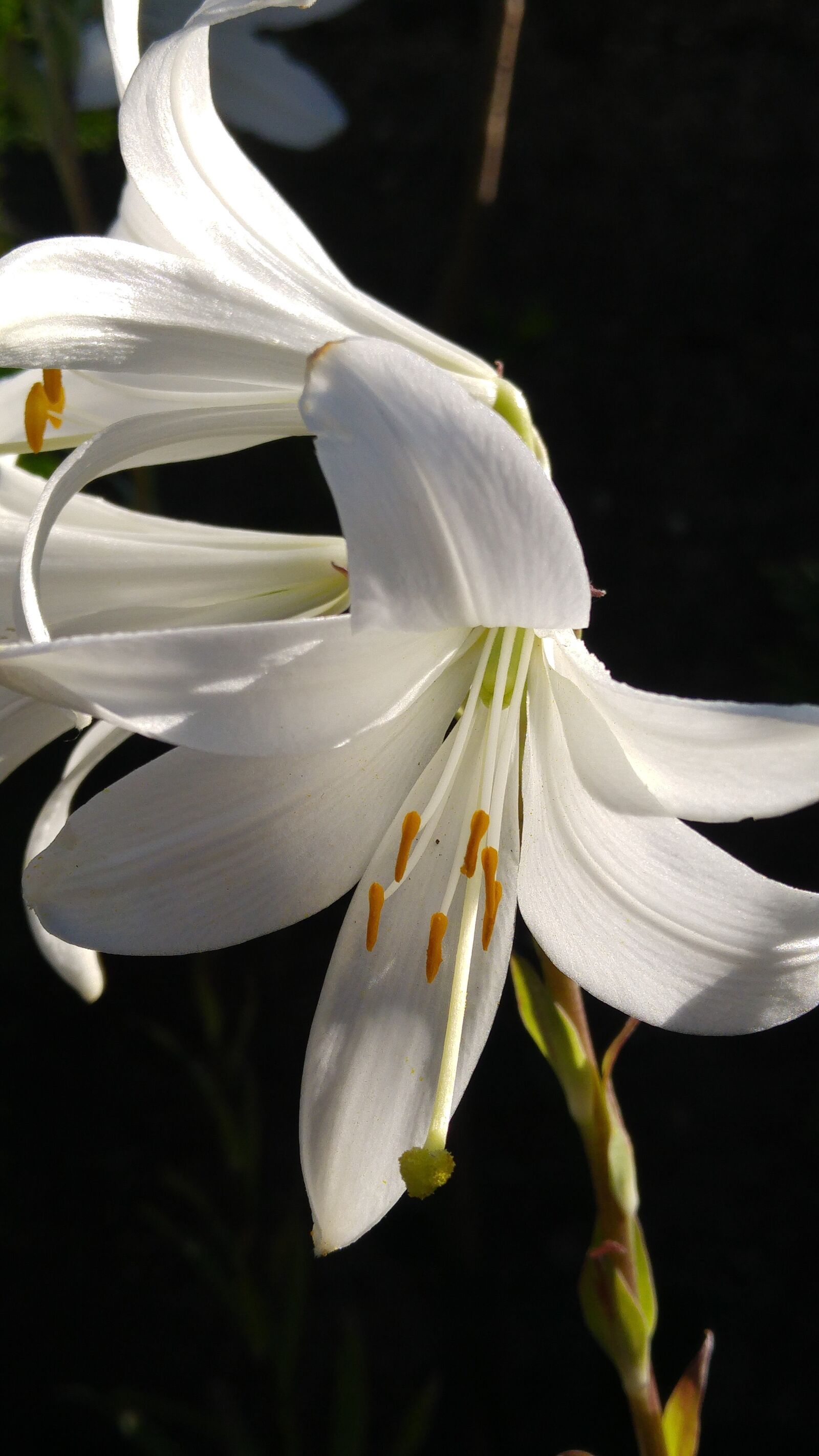 LG G4 sample photo. Lilium, white, nature photography