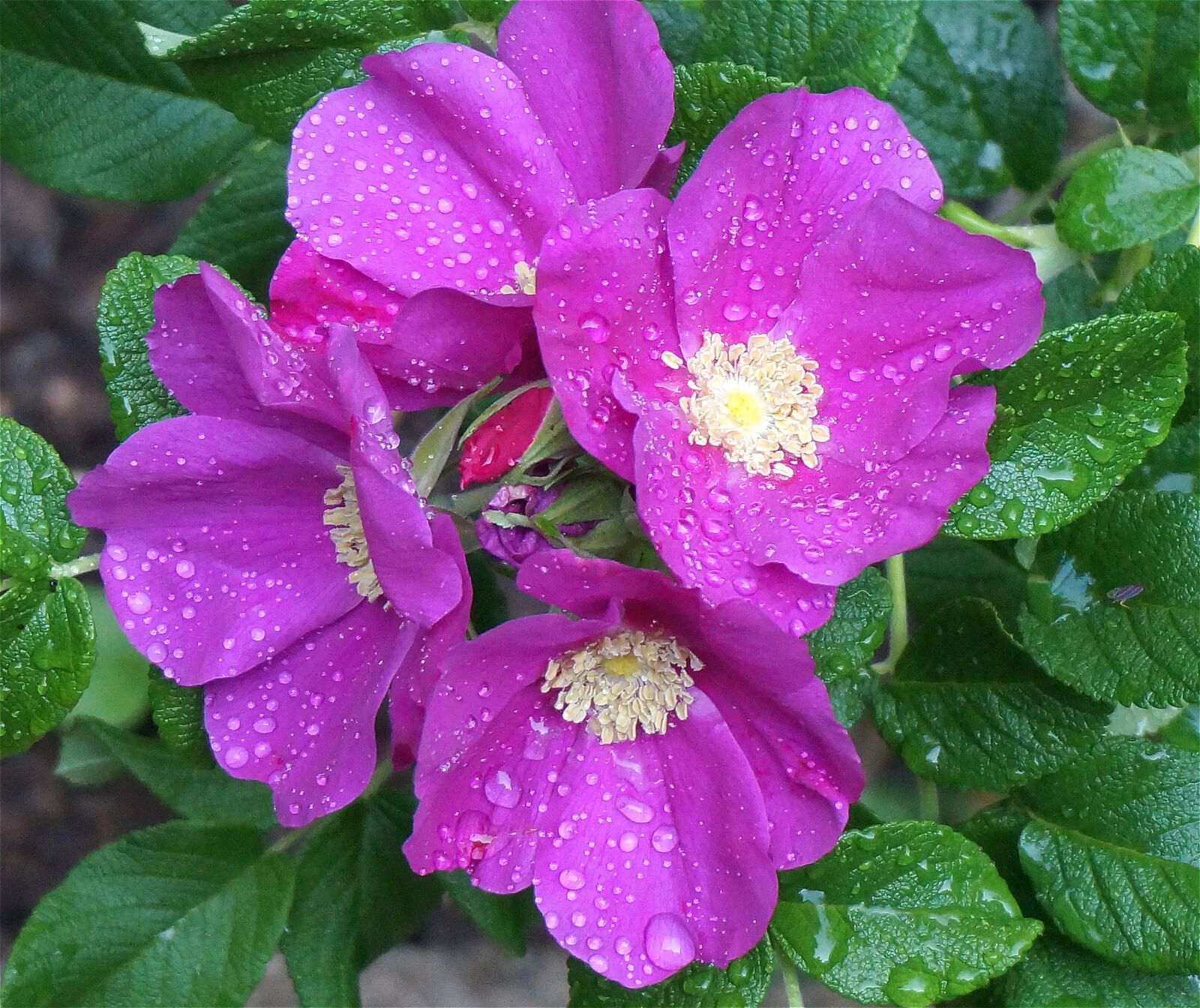 Sony Alpha NEX-5T sample photo. Rose, rugosa rose, rain-wet photography