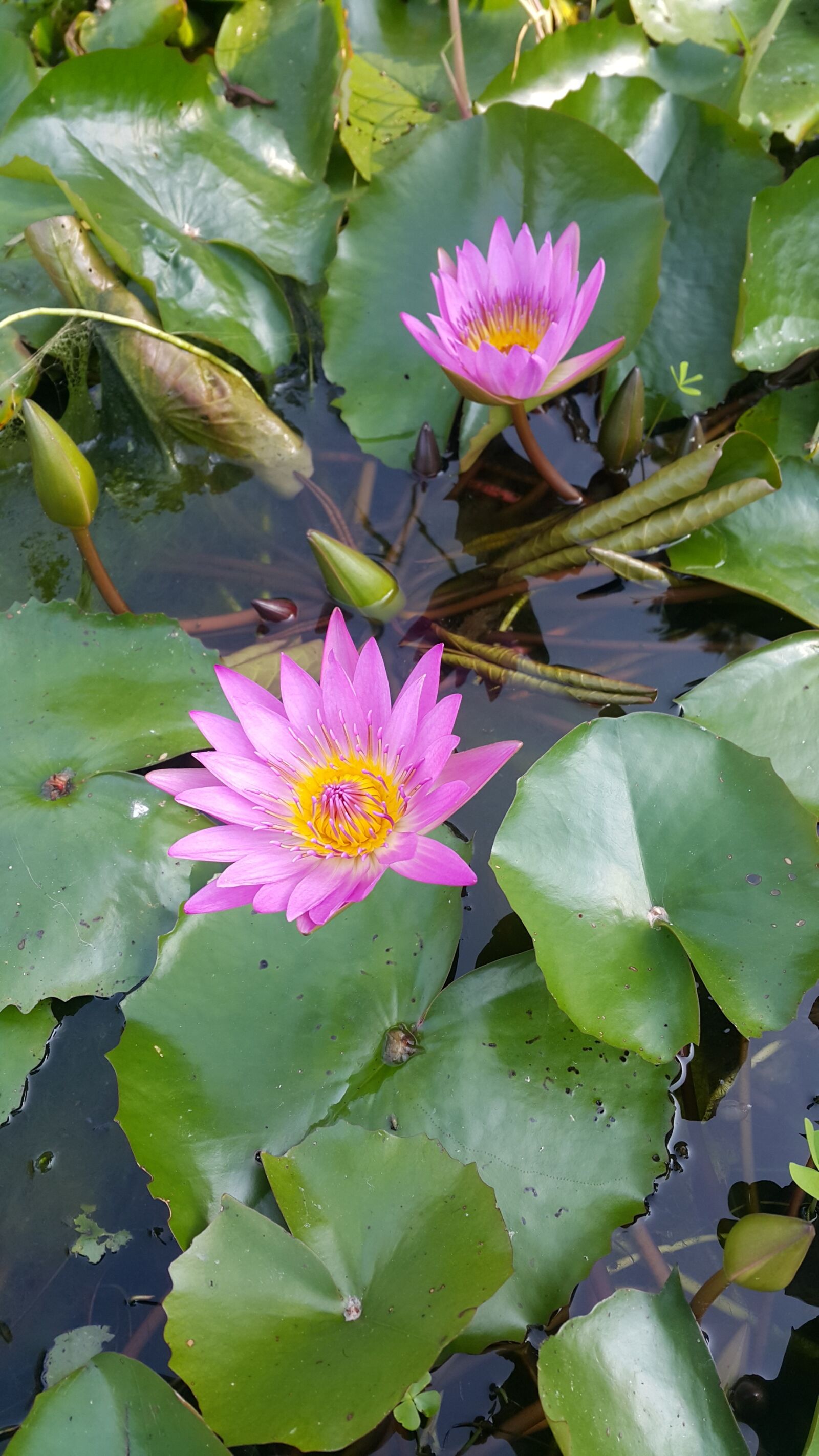 Samsung Galaxy Note4 sample photo. Nymphaea alba, flower, purple photography