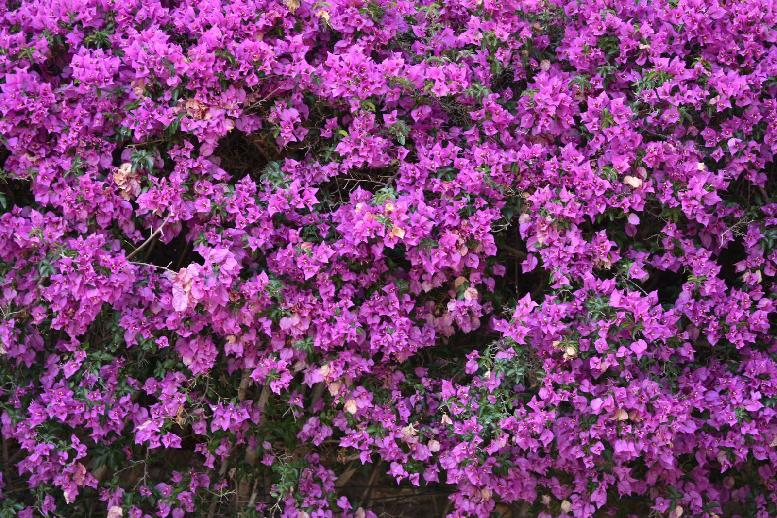 Nikon D7200 sample photo. Flowers, nature, rosa photography
