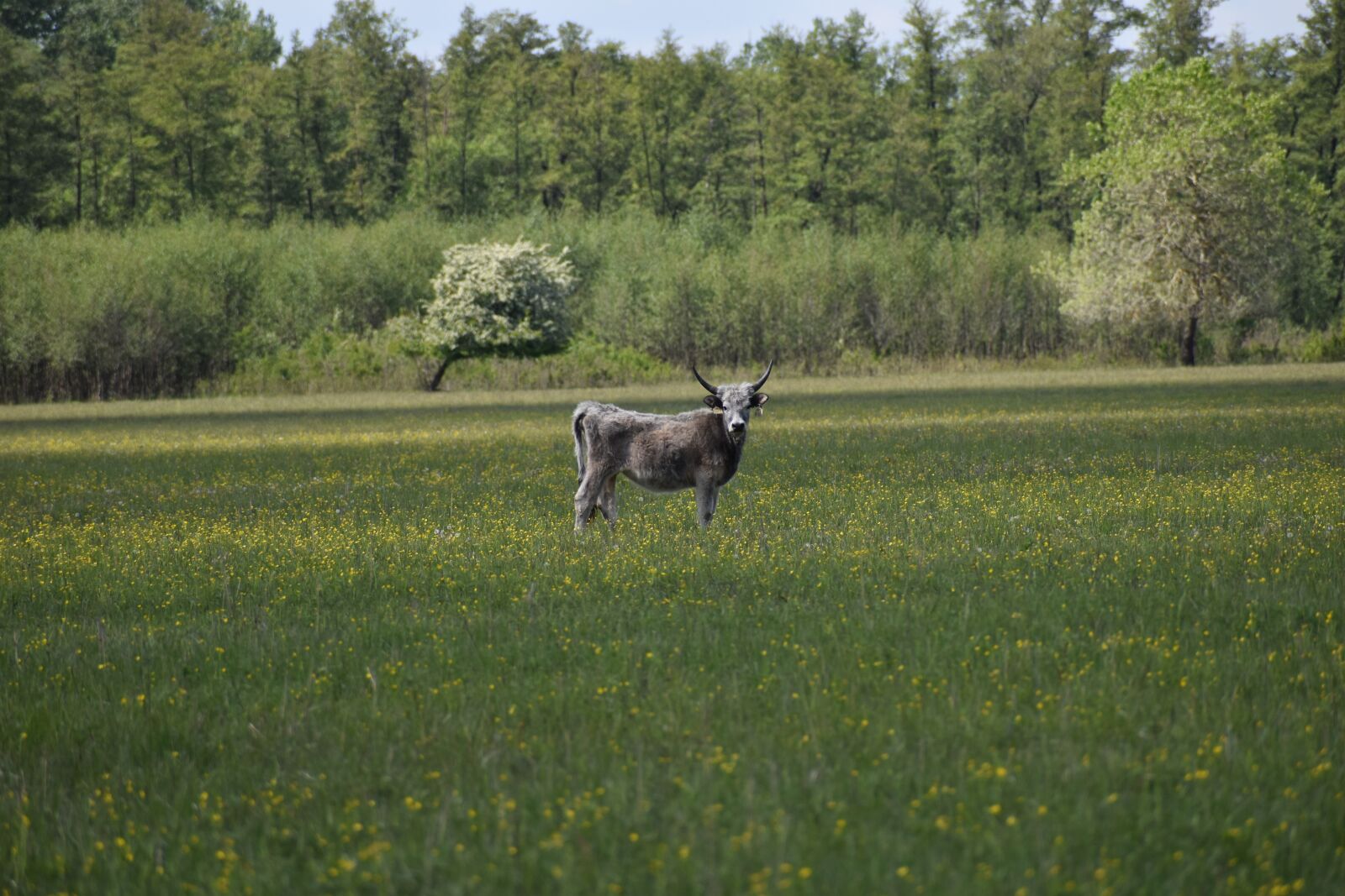 Nikon D3500 sample photo. Meadow, gray cattle, bull photography