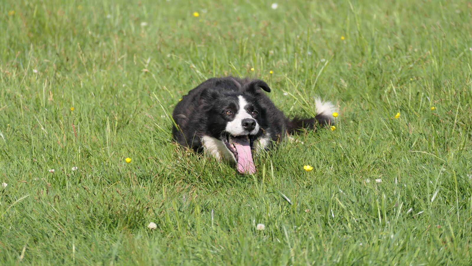 Panasonic DC-FZ10002 sample photo. Ireland, herding dog, border photography