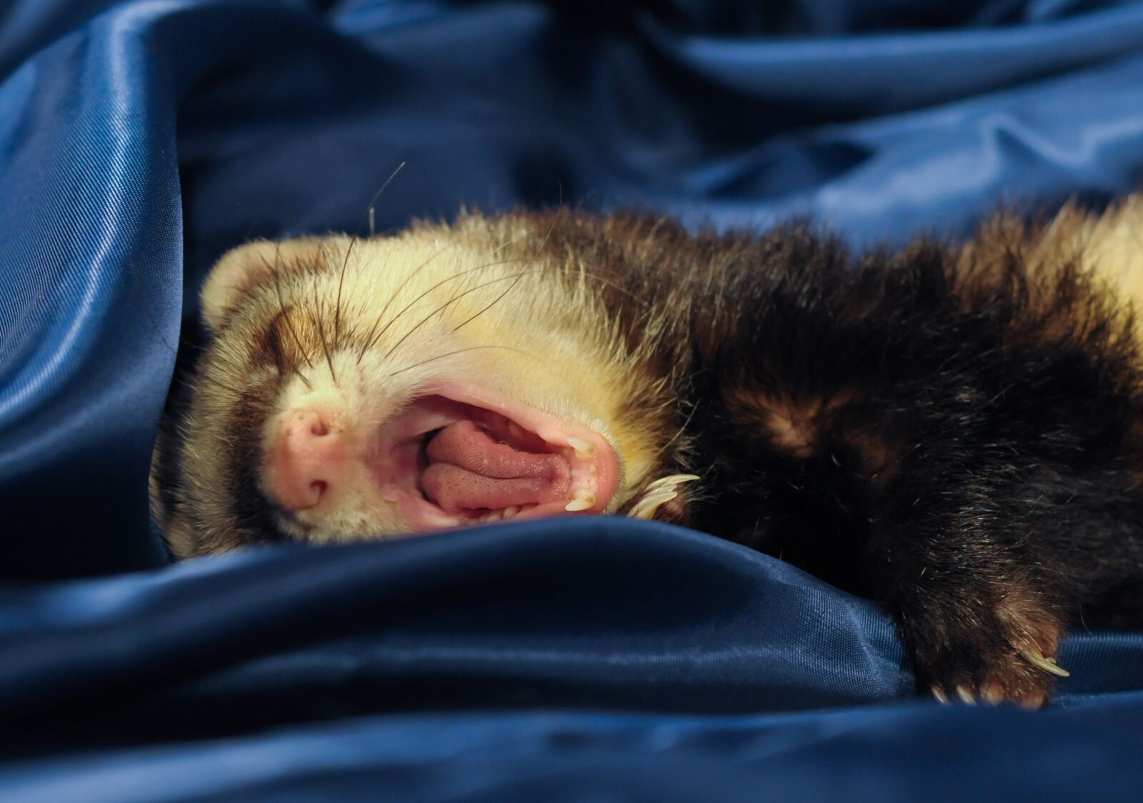 Nikon D300 sample photo. Ferret, yawn, language photography