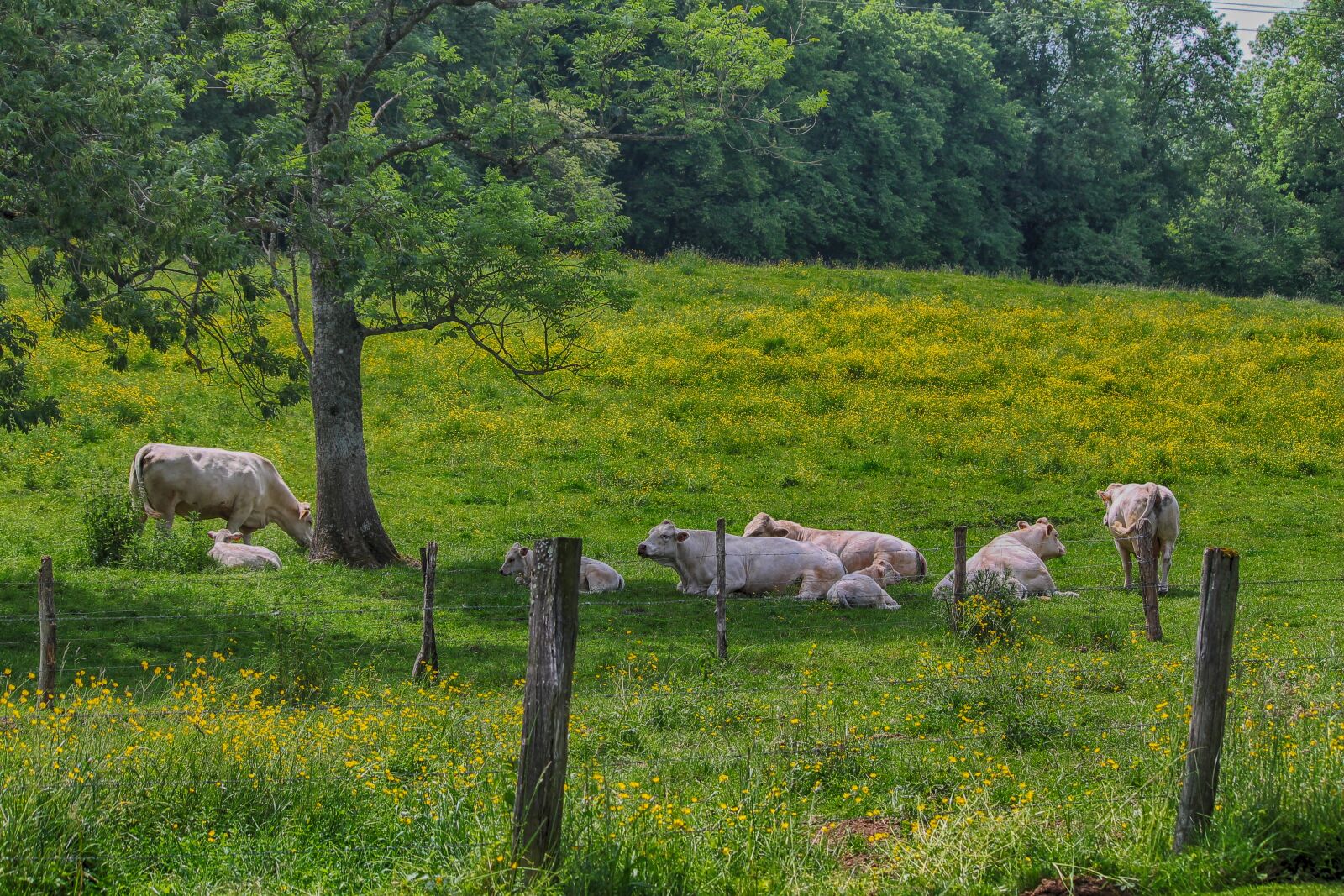 Canon EOS 1100D (EOS Rebel T3 / EOS Kiss X50) sample photo. Landscapes, pre, cows photography