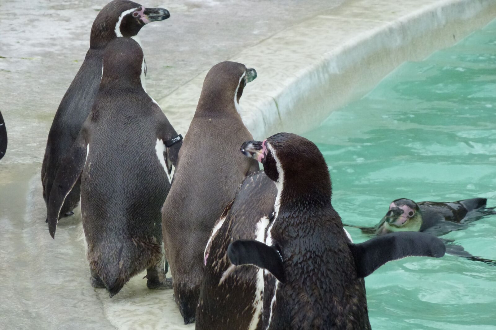 Panasonic Lumix DMC-ZS10 (Lumix DMC-TZ20 / Lumix DMC-TZ22) sample photo. Penguins, cotswold, animal photography