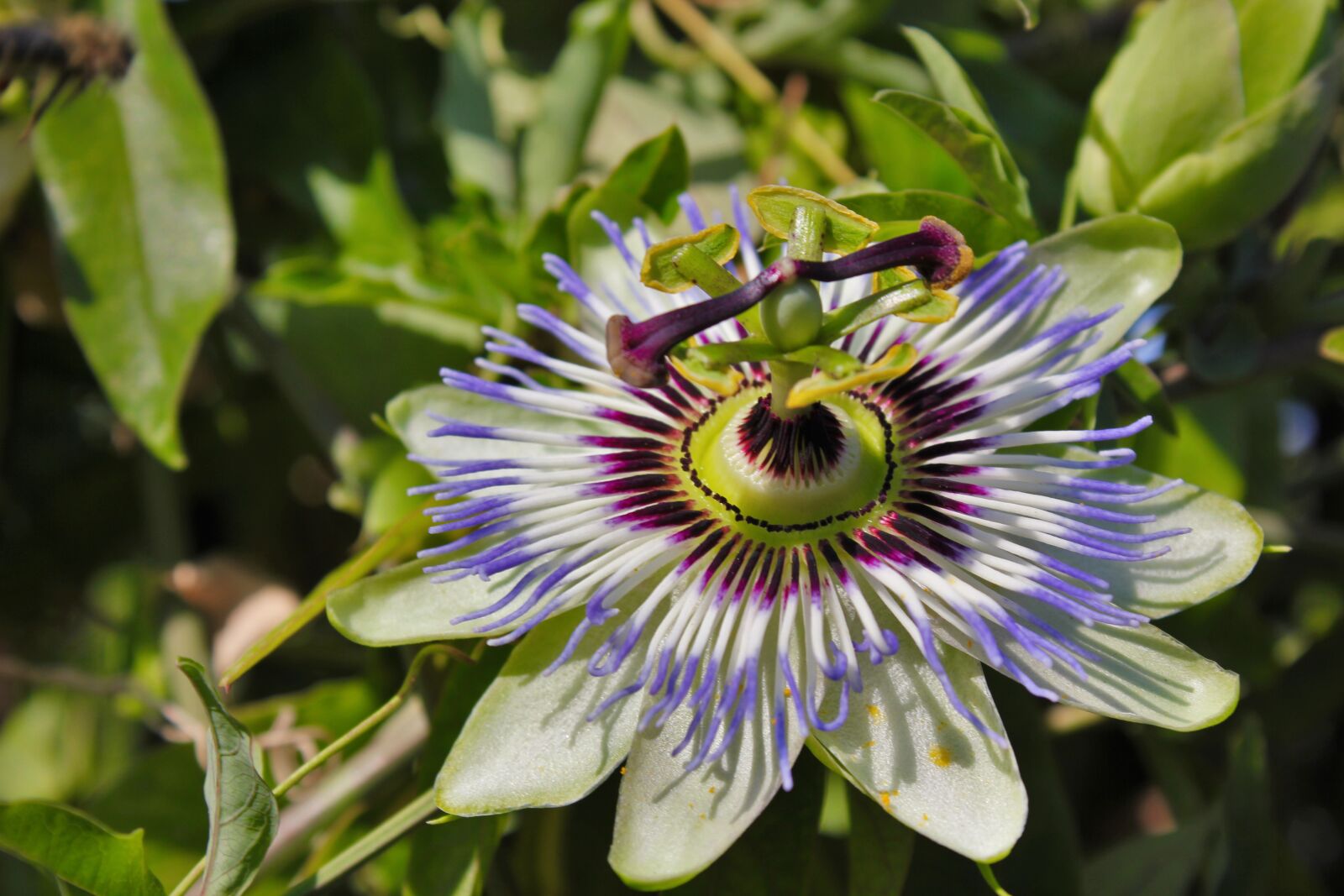 Canon EOS 550D (EOS Rebel T2i / EOS Kiss X4) sample photo. Passion flower, nature, beauty photography