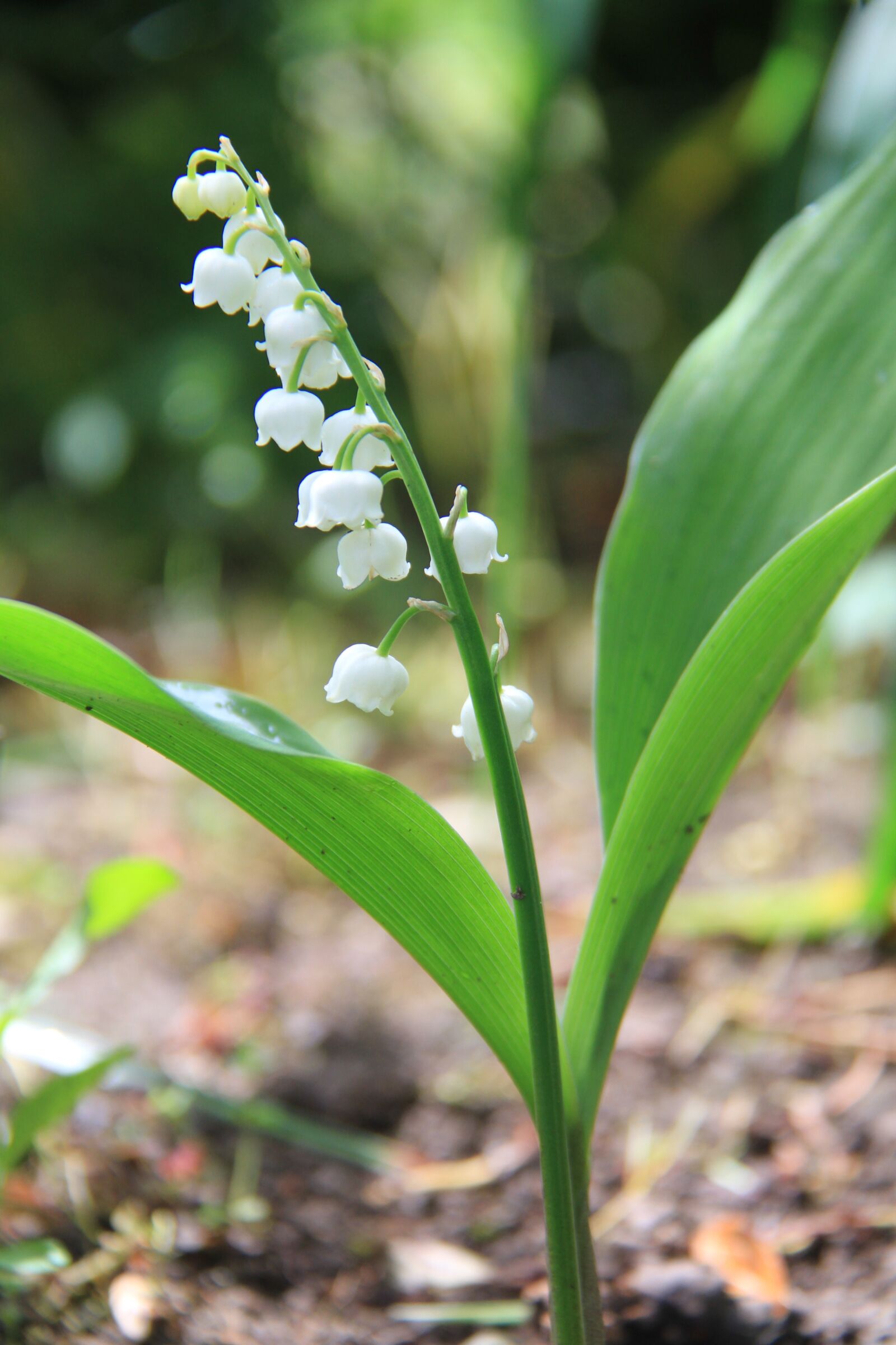 Canon EOS 7D sample photo. Thrush, strand, happiness photography
