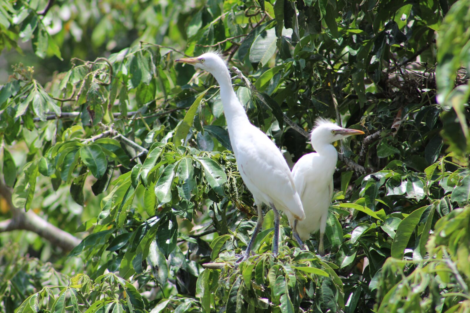 Canon EOS 1300D (EOS Rebel T6 / EOS Kiss X80) sample photo. Ave, herons, animals photography