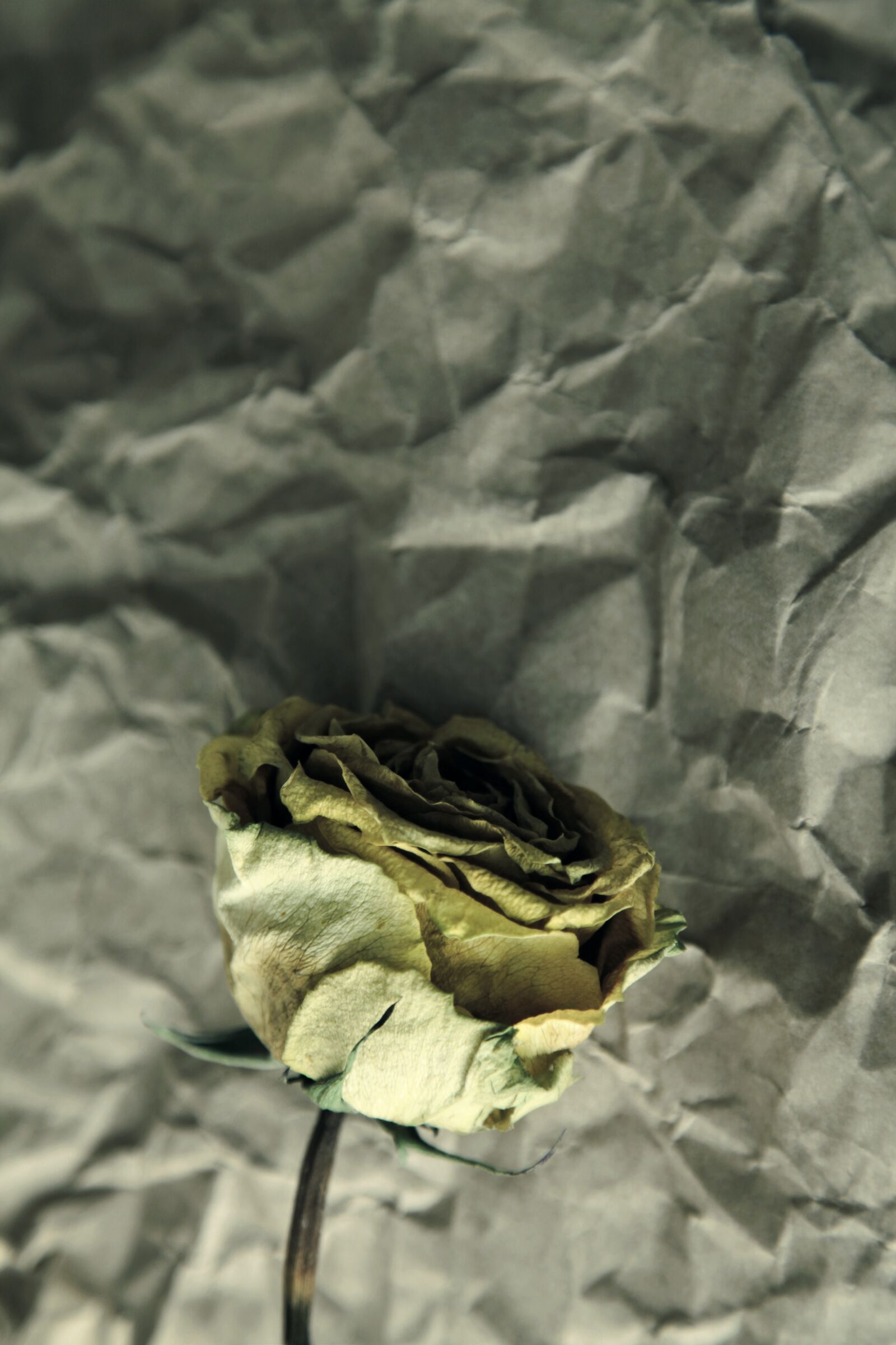 Canon EOS 5D Mark II sample photo. Wilted, yellow, faded photography