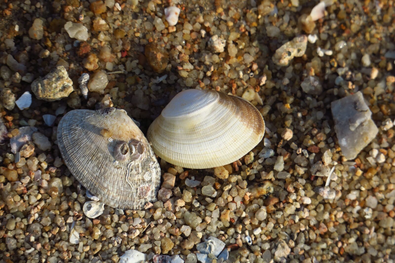 Canon PowerShot G3 X sample photo. Nature, exoskeleton, beach photography