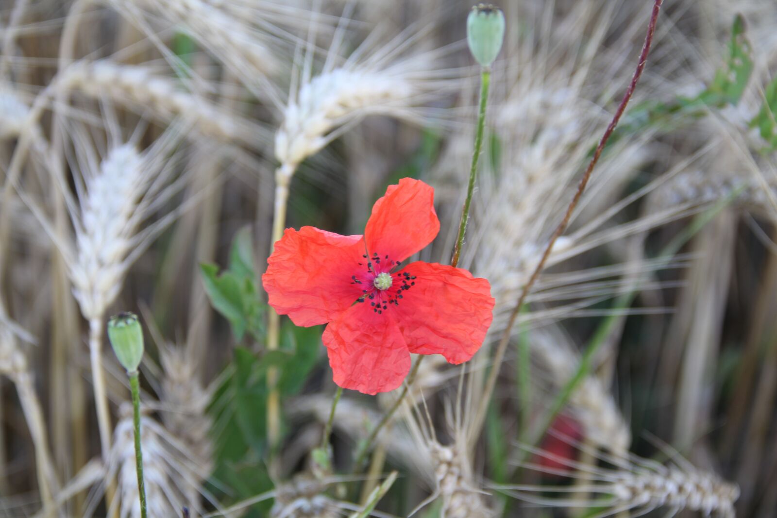 Canon EOS 550D (EOS Rebel T2i / EOS Kiss X4) sample photo. Poppy flower, red, spike photography