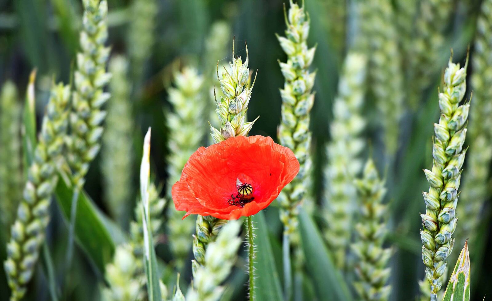 Canon EOS 550D (EOS Rebel T2i / EOS Kiss X4) sample photo. Poppy, summer, flora, agriculture photography