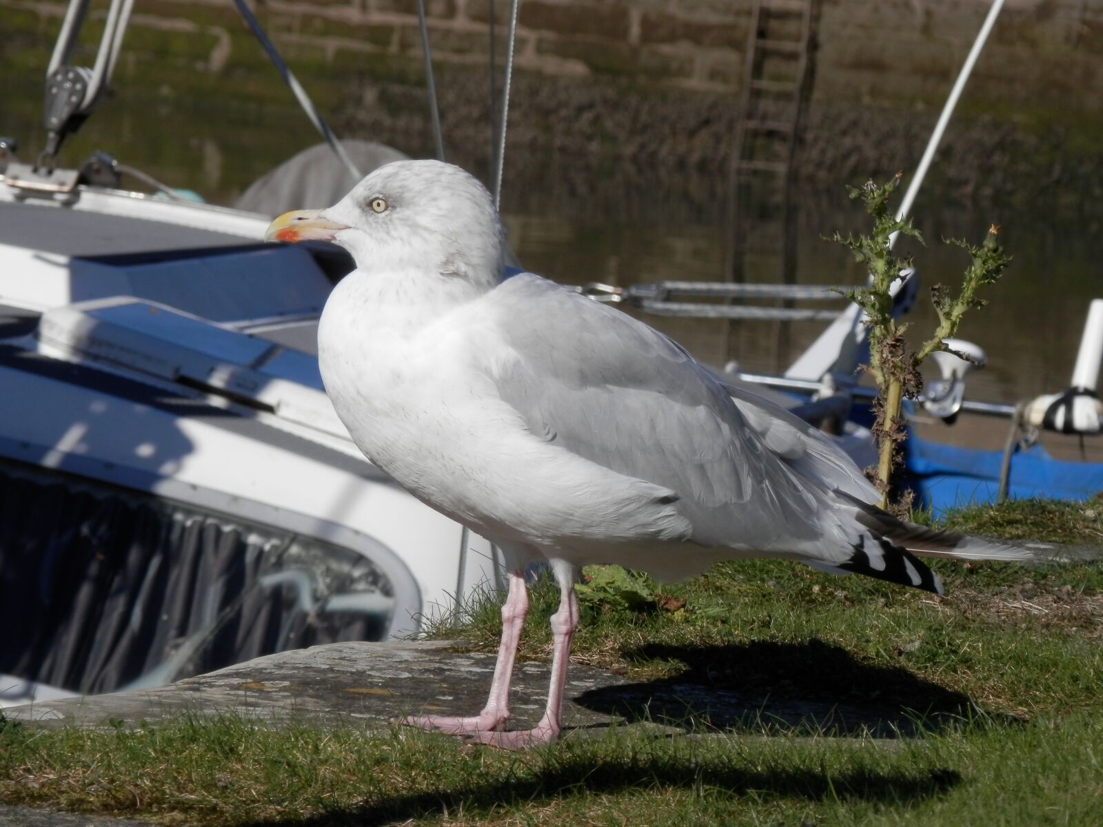 Olympus SZ-14 sample photo. Seagull, gull, bird photography