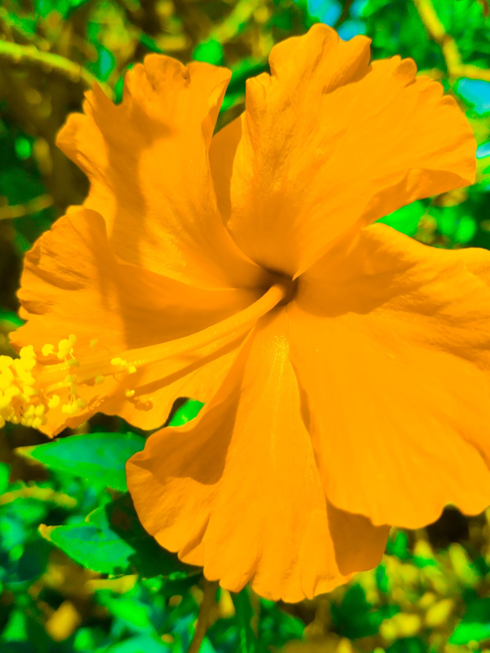 Xiaomi Mi A2 sample photo. Yellow, garden, flower photography