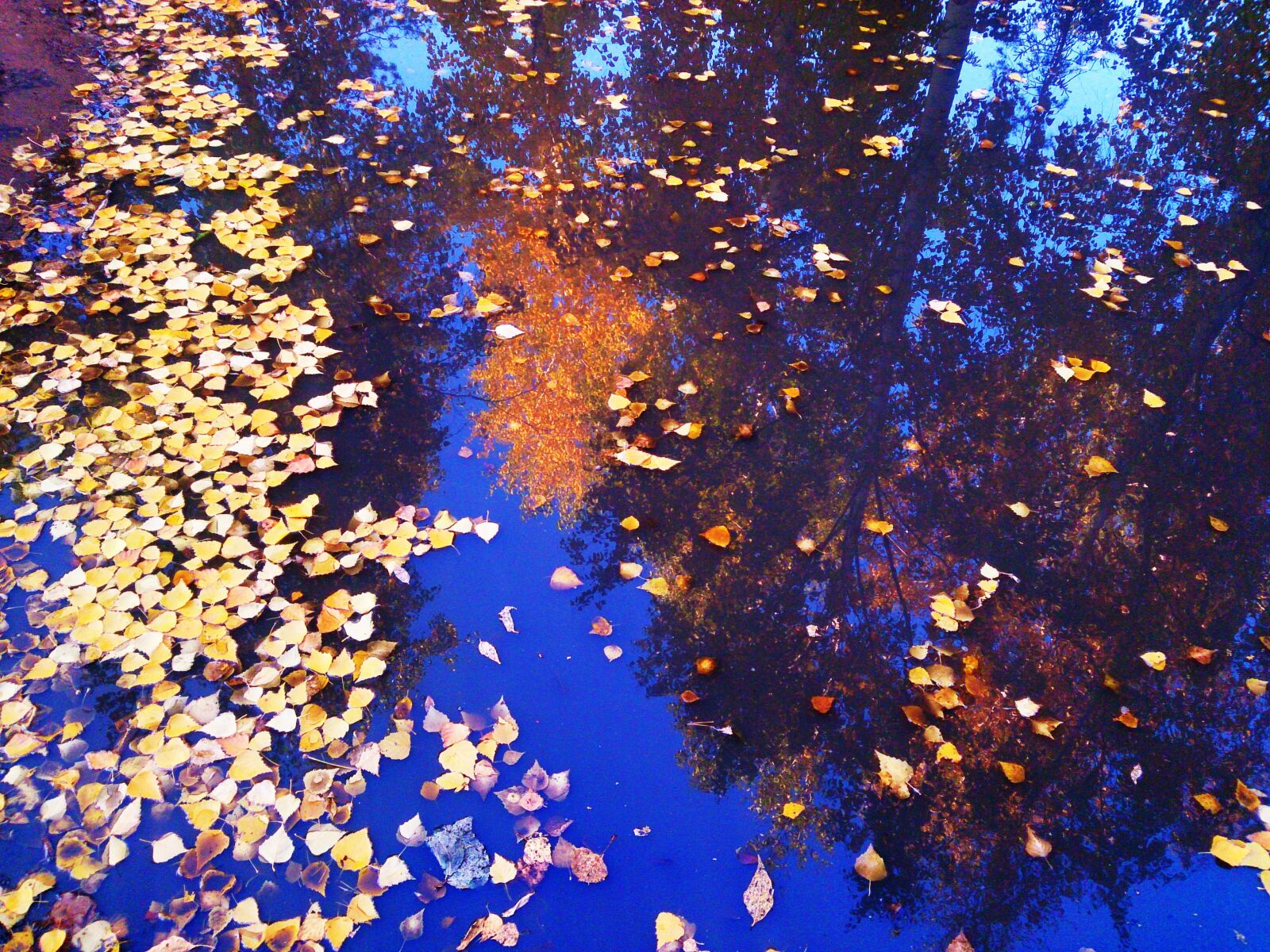 Sony Xperia Z sample photo. Reflection in the water photography