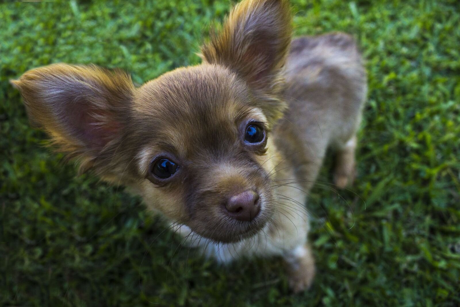 Canon EOS 1100D (EOS Rebel T3 / EOS Kiss X50) sample photo. Chihuahua, dog, animals photography