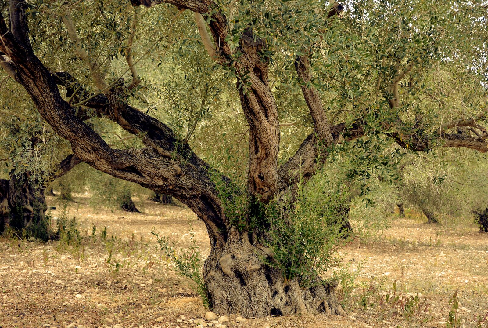 Nikon D3200 sample photo. Olive tree, olives, tree photography