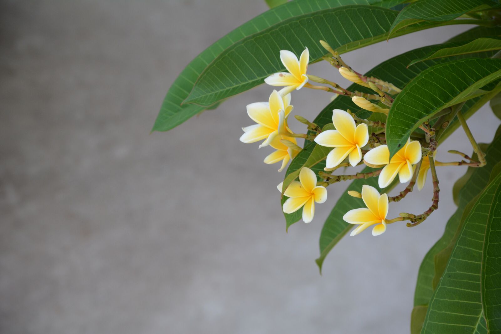 Nikon D7100 sample photo. Bali, national flower, plumeria photography