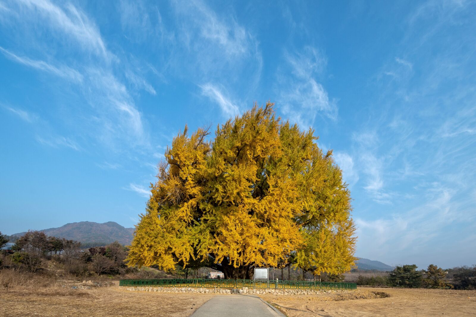 Nikon D7500 sample photo. Ginkgo, autumn, half a photography