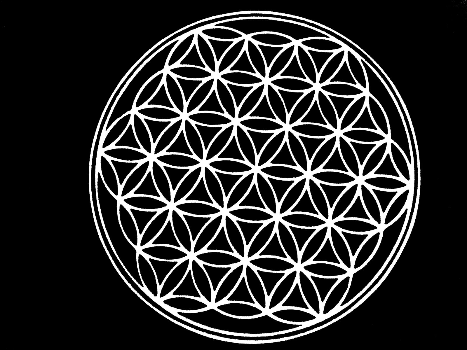 Panasonic DMC-SZ10 sample photo. The flower of life photography