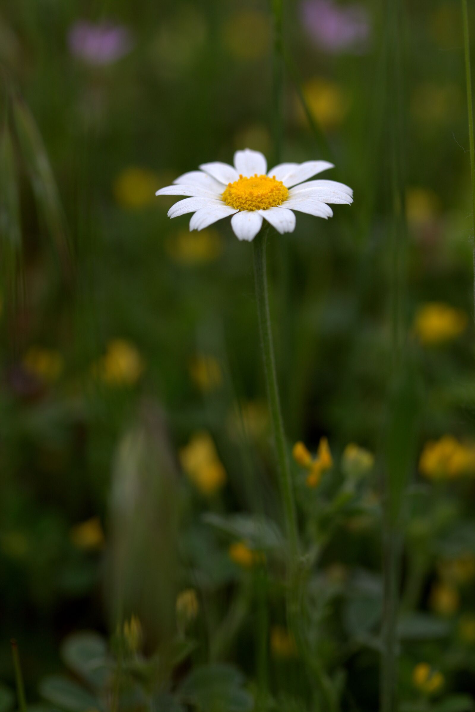 Canon EF-S 60mm F2.8 Macro USM sample photo. Bull's eye, flower, plant photography