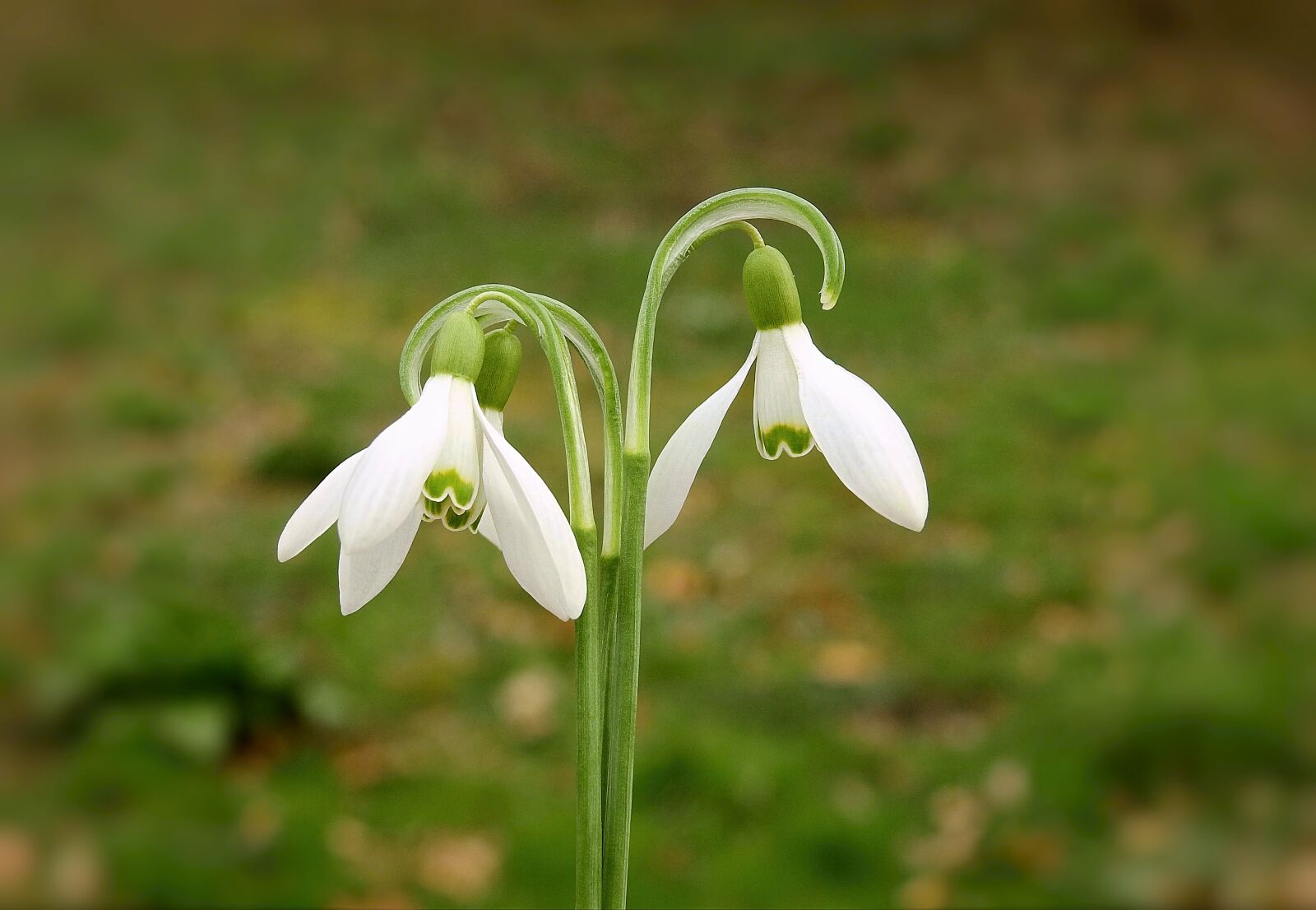 Nikon Coolpix P900 sample photo. Snowdrops, nature, beauty photography
