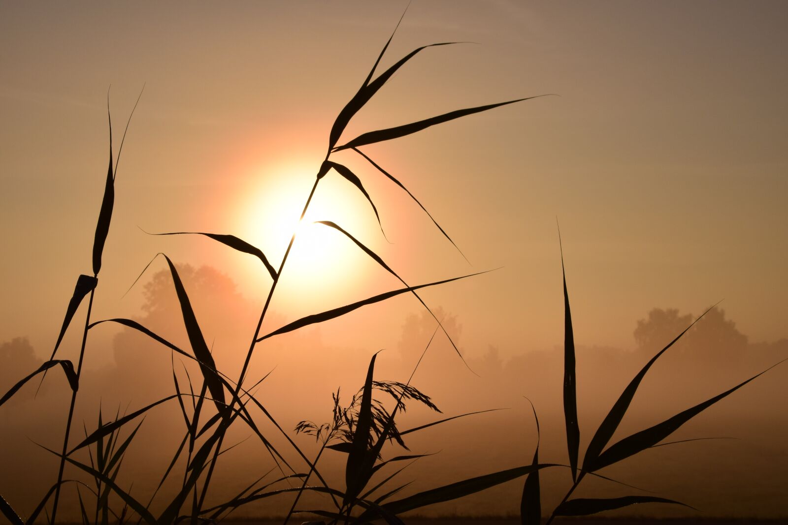 Nikon D3300 sample photo. Sunrise, backlighting, mood photography