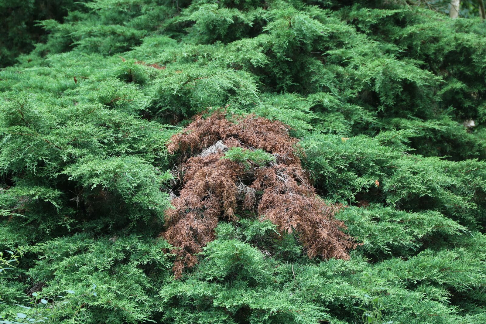Canon EF 24-105mm F3.5-5.6 IS STM sample photo. Green, tree, plant photography