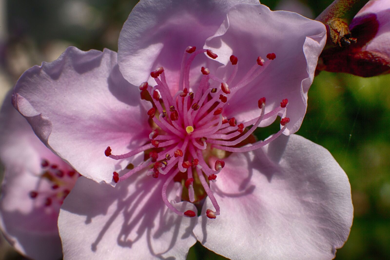 Canon EOS 5D Mark II sample photo. Flower, flowers, garden photography