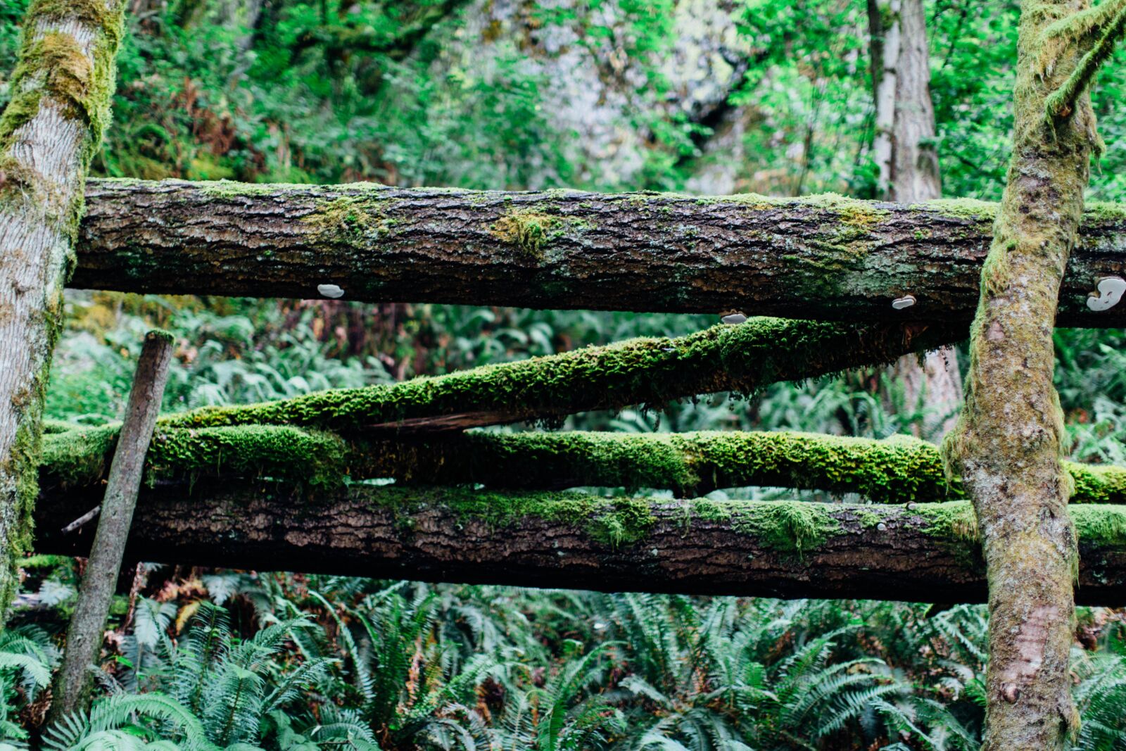 Canon EF 50mm F1.2L USM sample photo. Forest, logs, wood photography