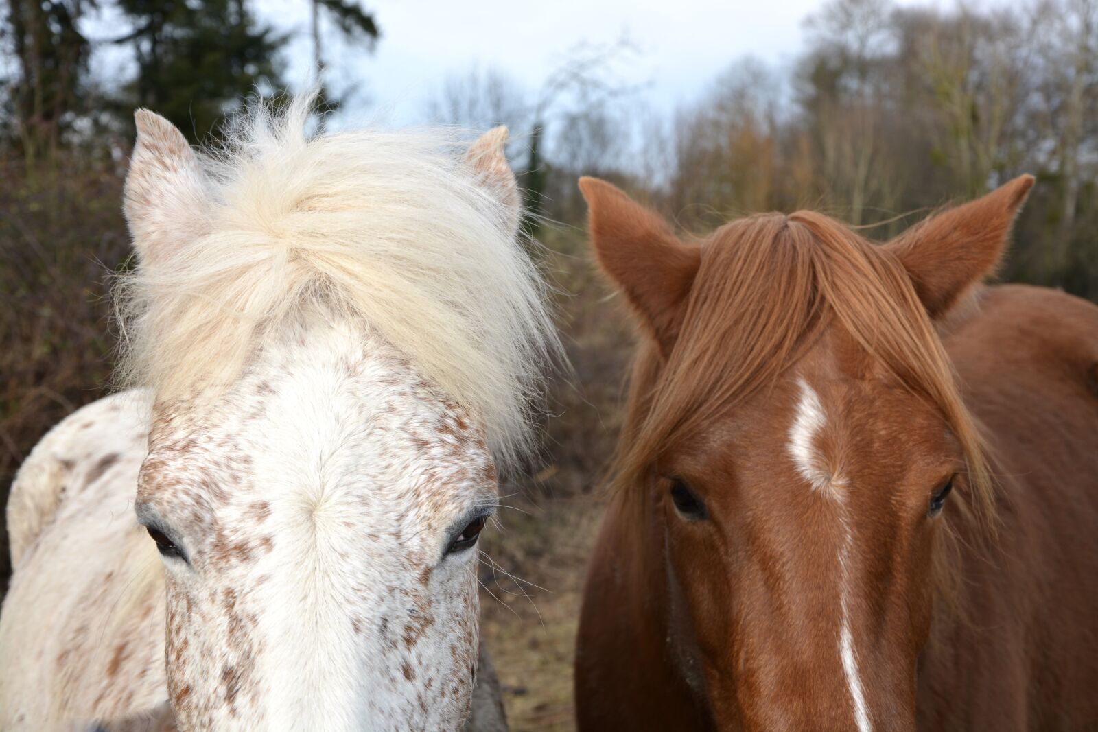 Nikon D5200 sample photo. Horse, horses, equines photography