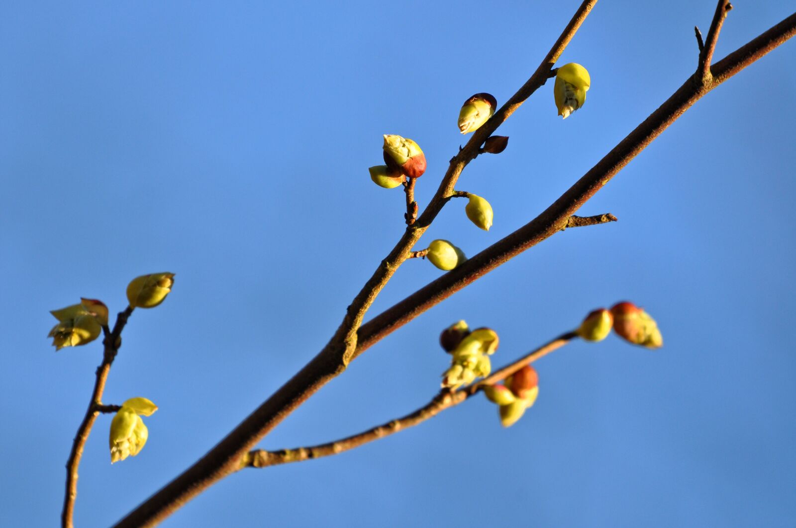 Nikon D90 sample photo. Branch, bud, shoot photography