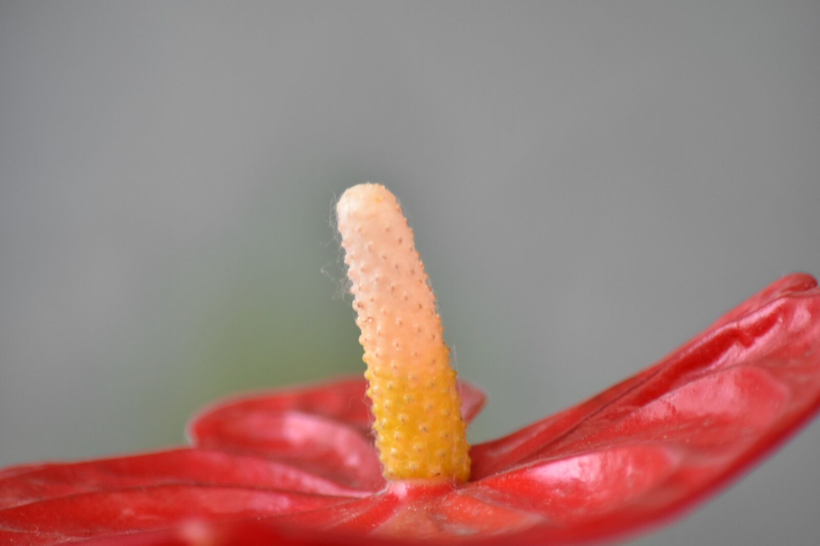 Nikon D5500 sample photo. Detail, pistil, pollination, red photography